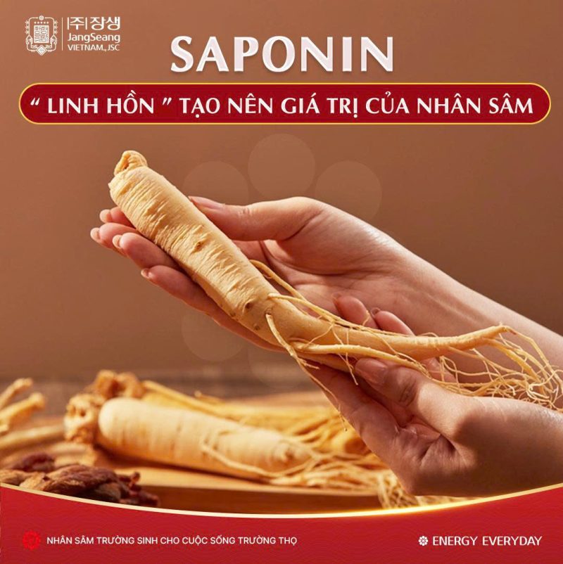 Nhân sâm và Saponin