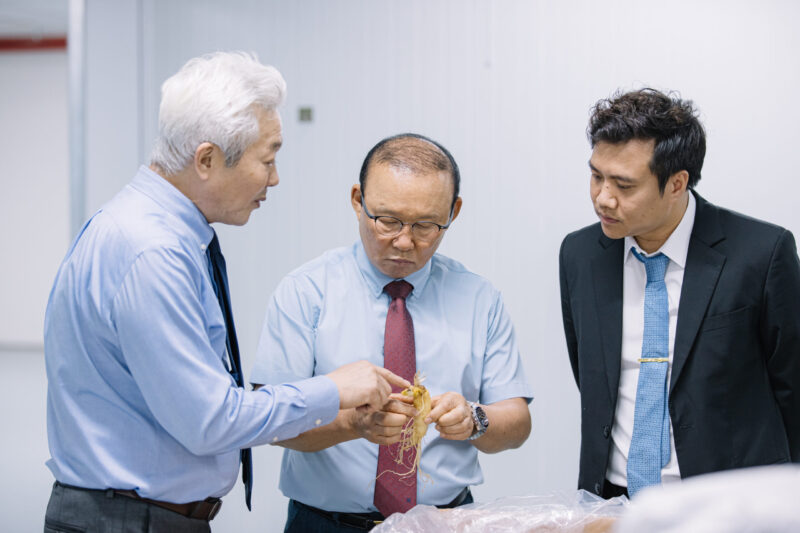 Review Sâm Hàn Quốc