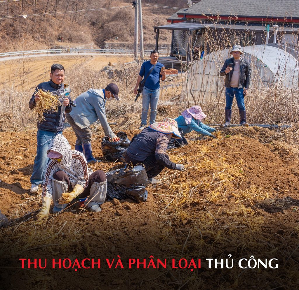 Sâm tự nhiên và sâm nuôi