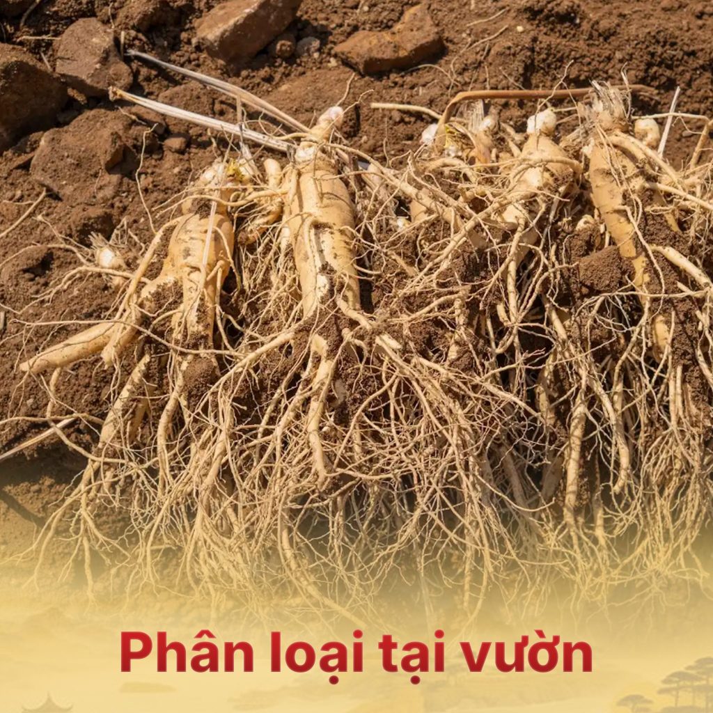 Sâm tự nhiên và sâm nuôi