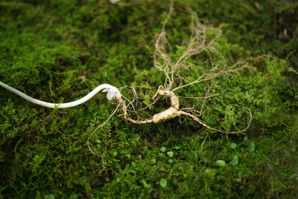 Sâm tự nhiên và sâm nuôi