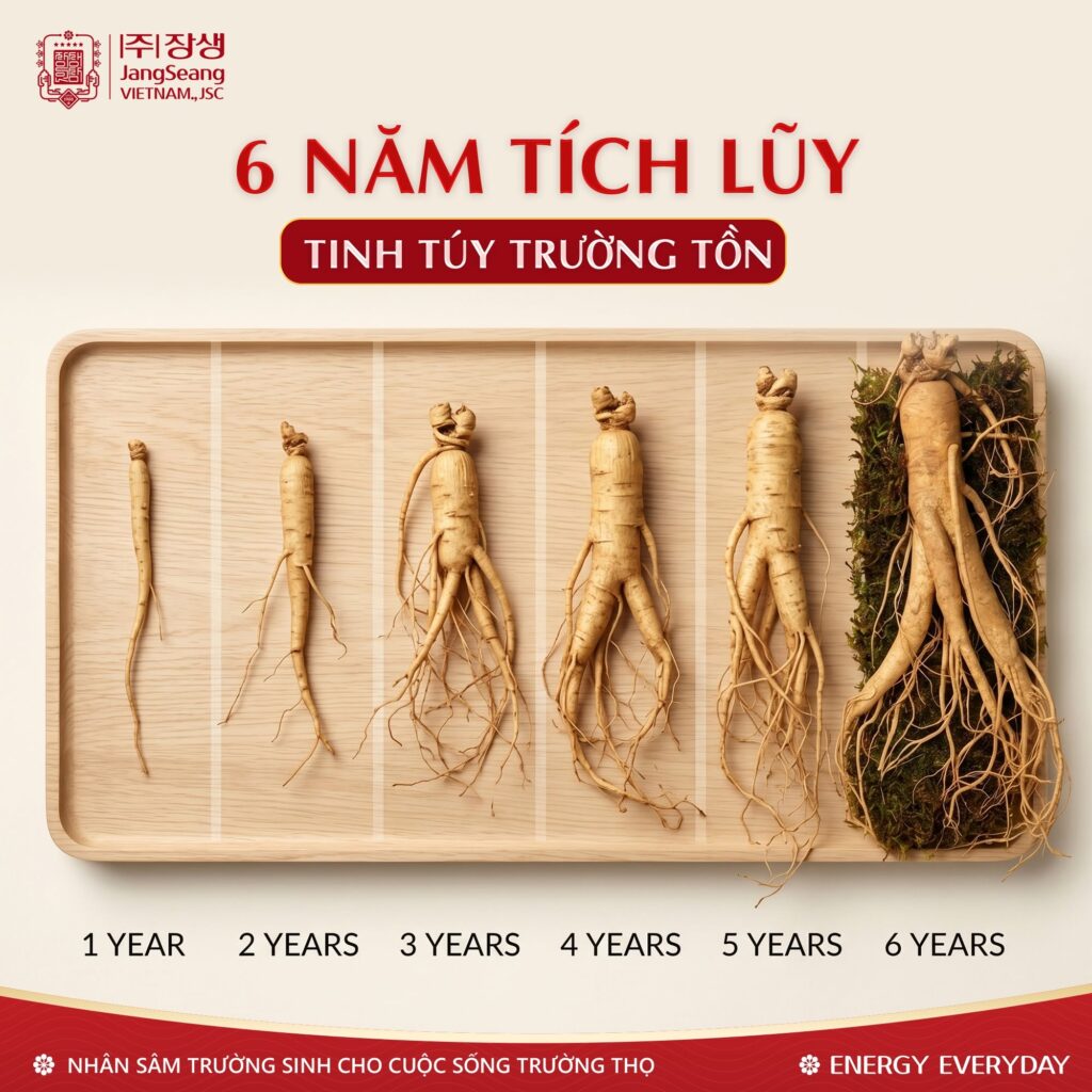 Sâm Hàn Quốc chống lão hóa