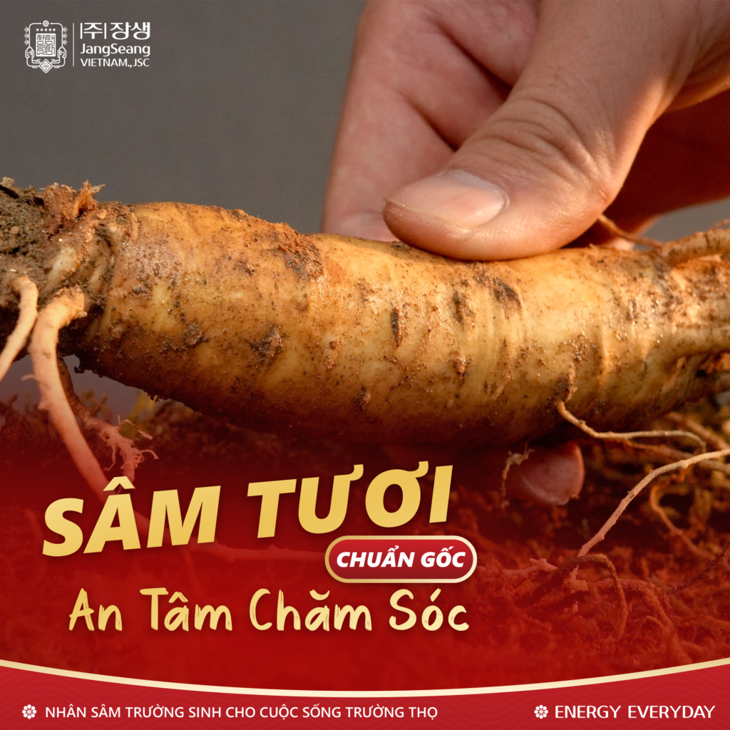 sâm Hàn Quốc là gì
