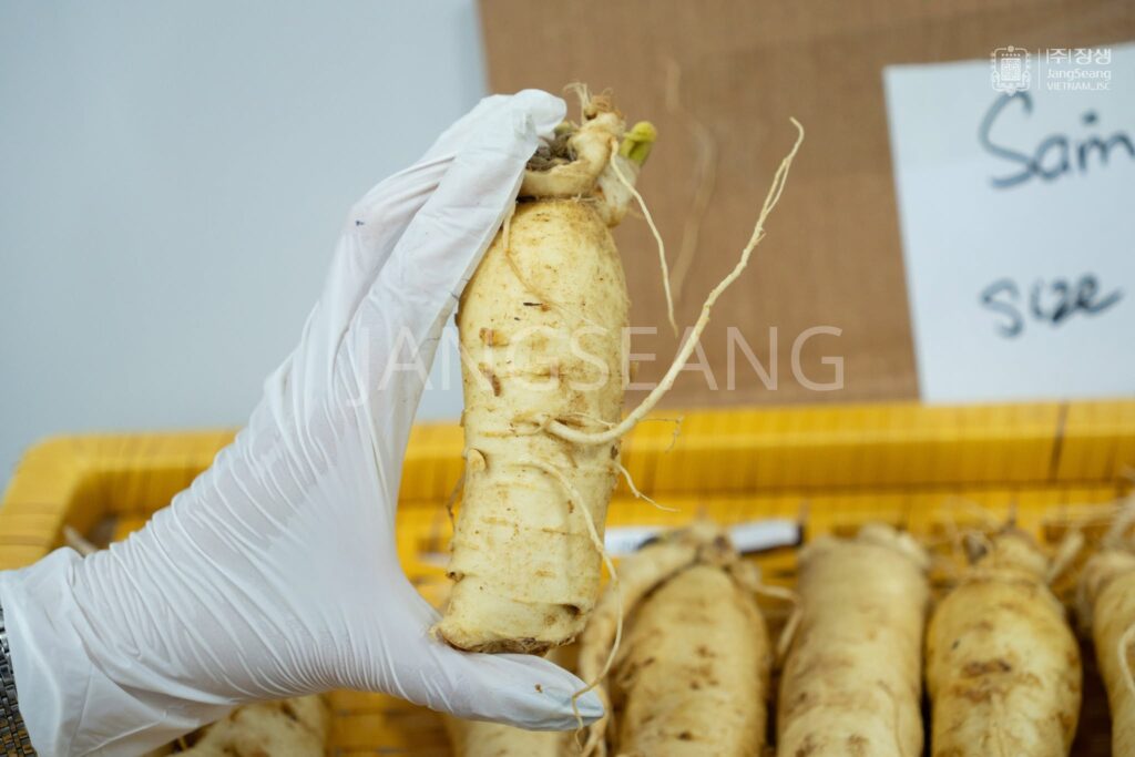 cách chọn sâm Hàn Quốc
