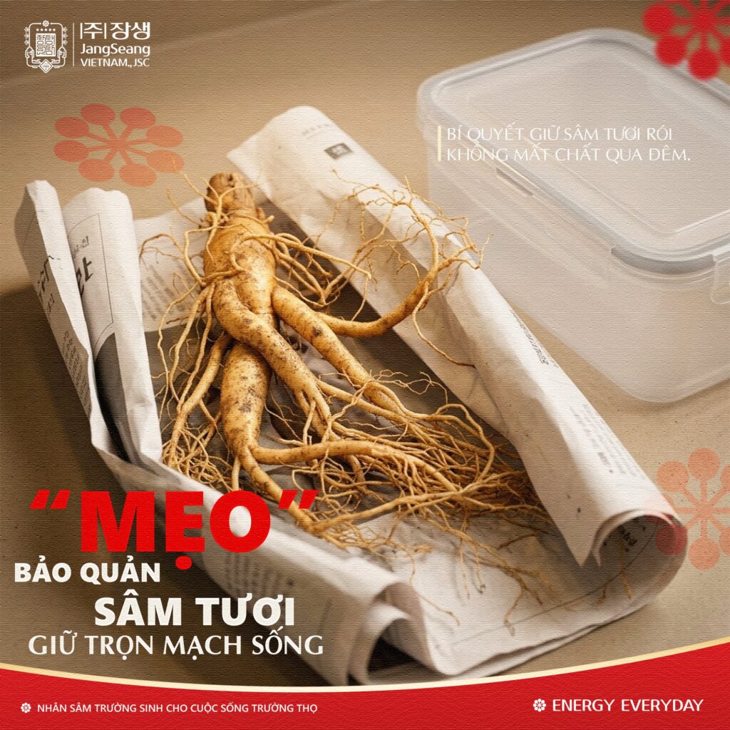 Cách bảo quản nhân sâm tươi được lâu