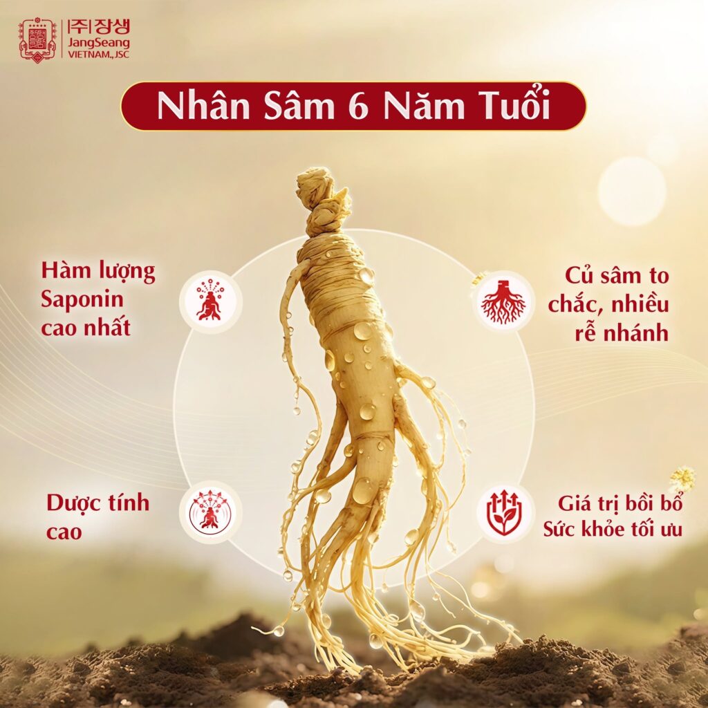 cách chọn sâm Hàn Quốc 6 năm tuổi