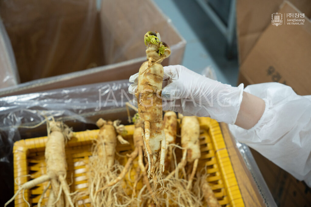 sâm tươi Hàn Quốc loại lớn