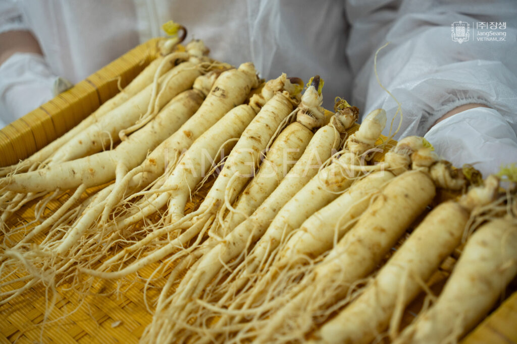 Sâm tươi Hàn Quốc nhập khẩu